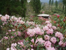 しゃくなげの森　まつり
