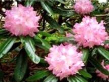 しゃくなげの森　シャクナゲの花