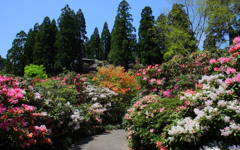 しゃくなげの森　画像
