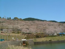 上米公園　桜まつり