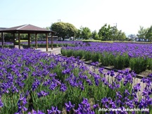 都城市　早水公園のあやめ
