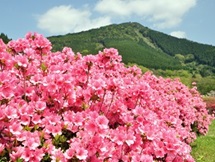 椎八重公園　画像