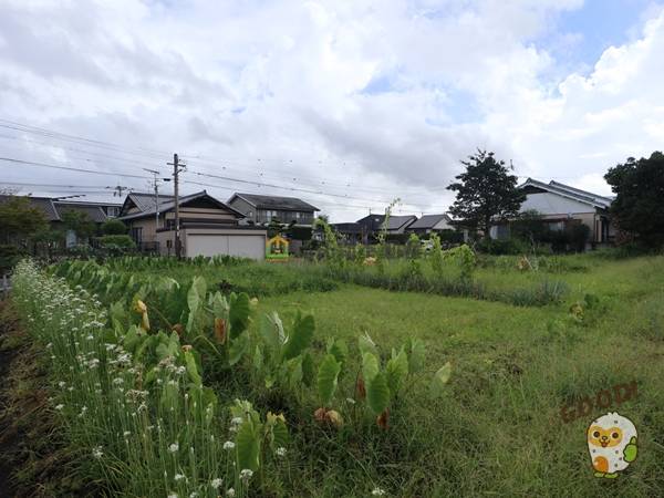 都城市郡元２丁目　売土地1443.6万円　